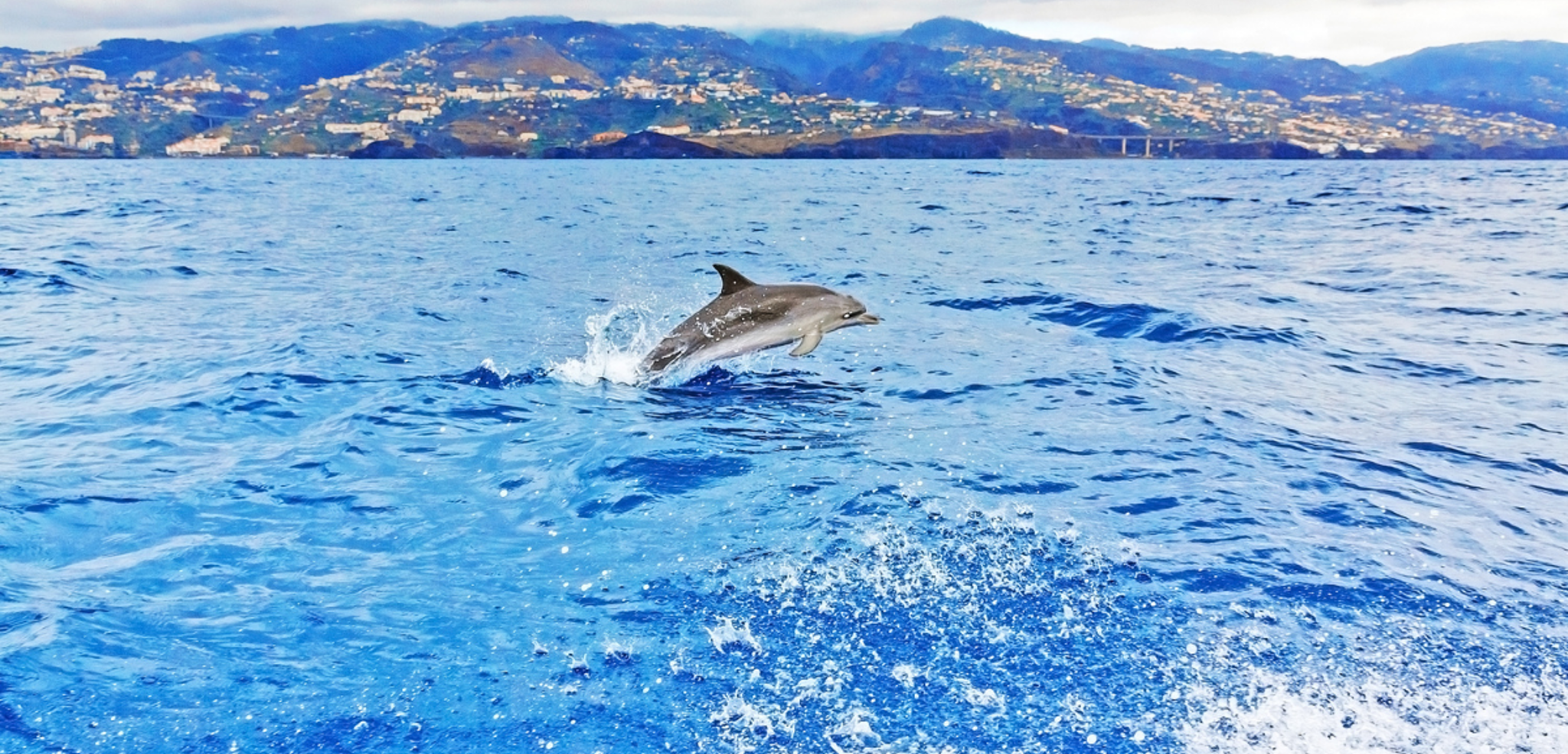 Au large de Funchal