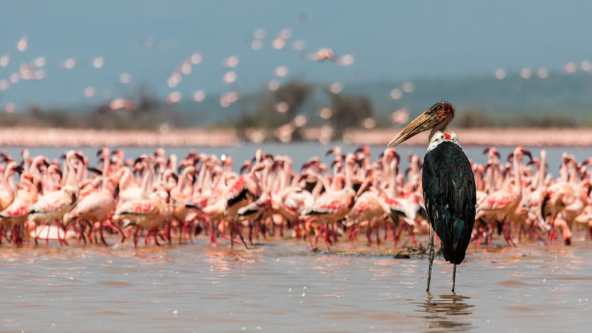 Les flamands roses du Lac Naivasha