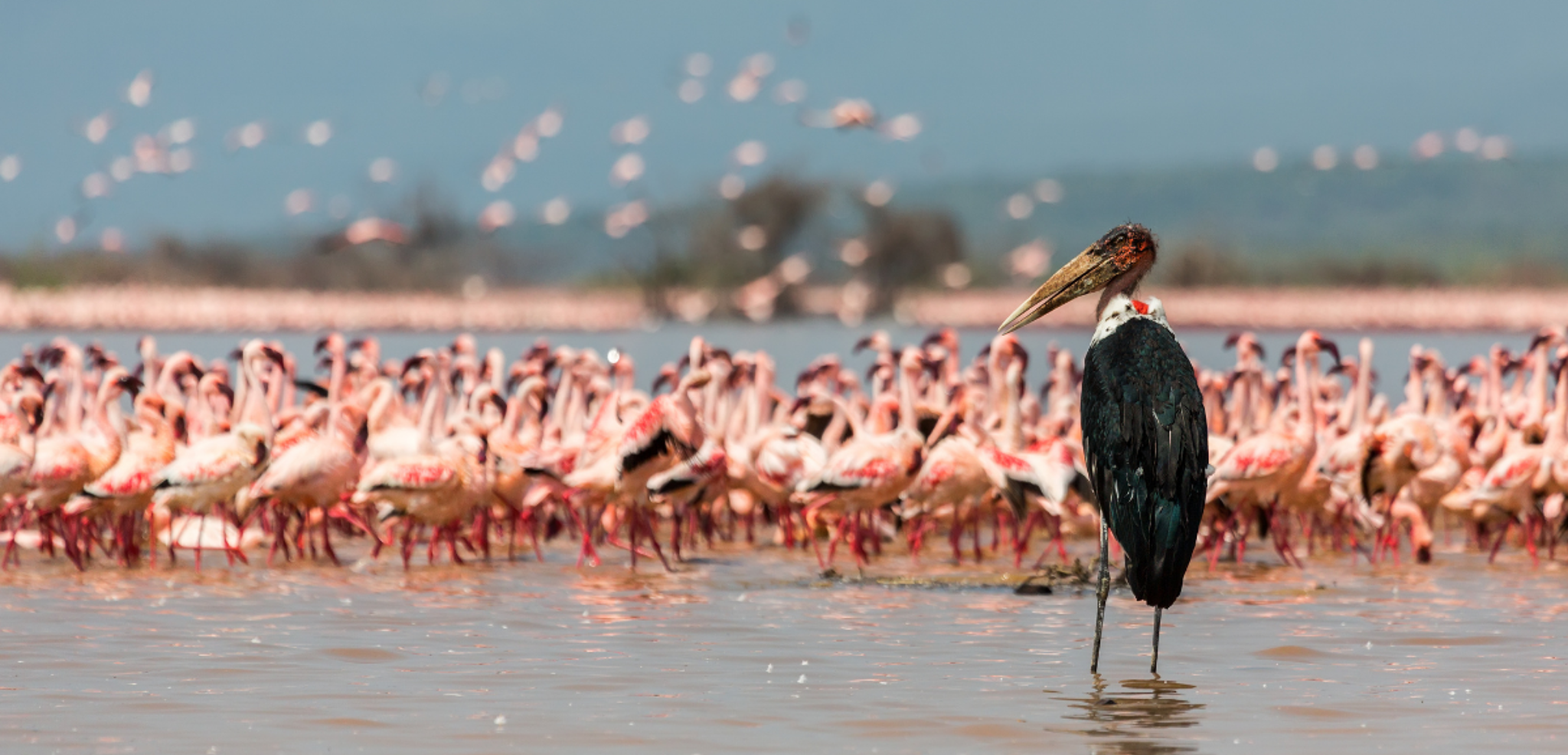 Les flamands roses du Lac Naivasha