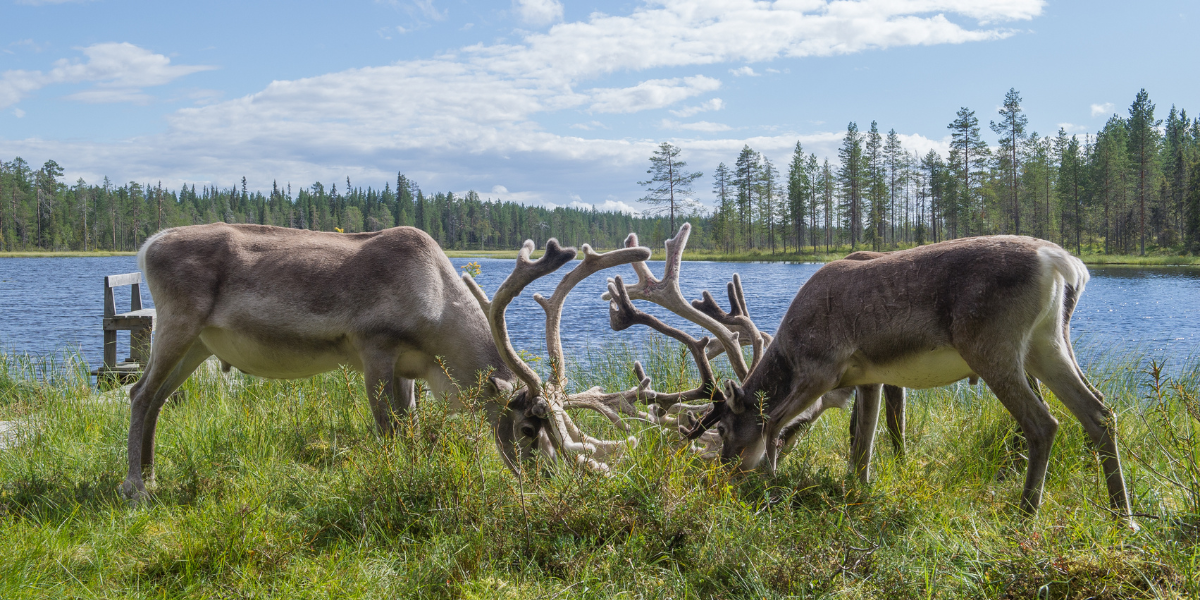 Guettez les rennes venus s'abreuver