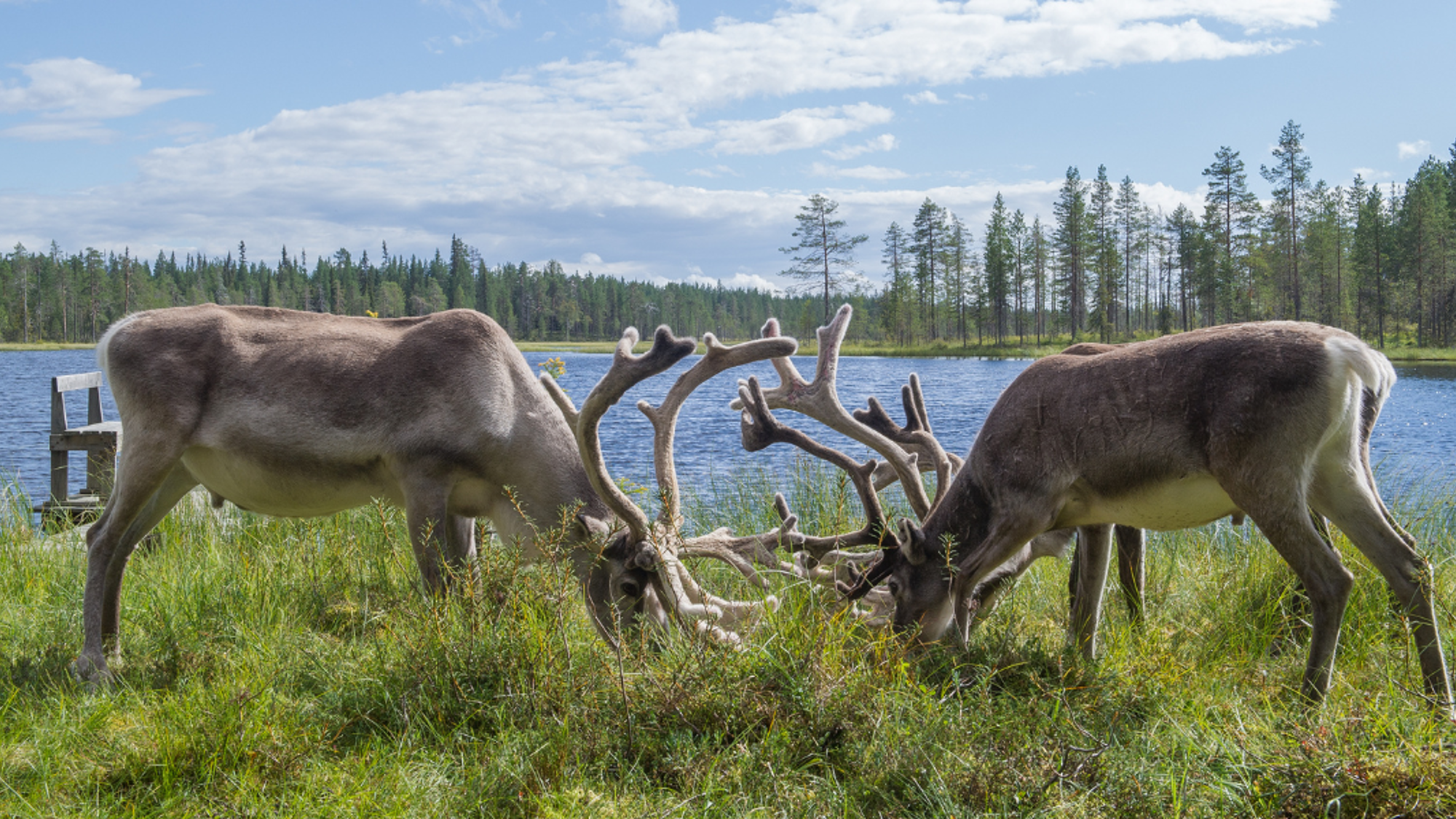 Guettez les rennes venus s'abreuver