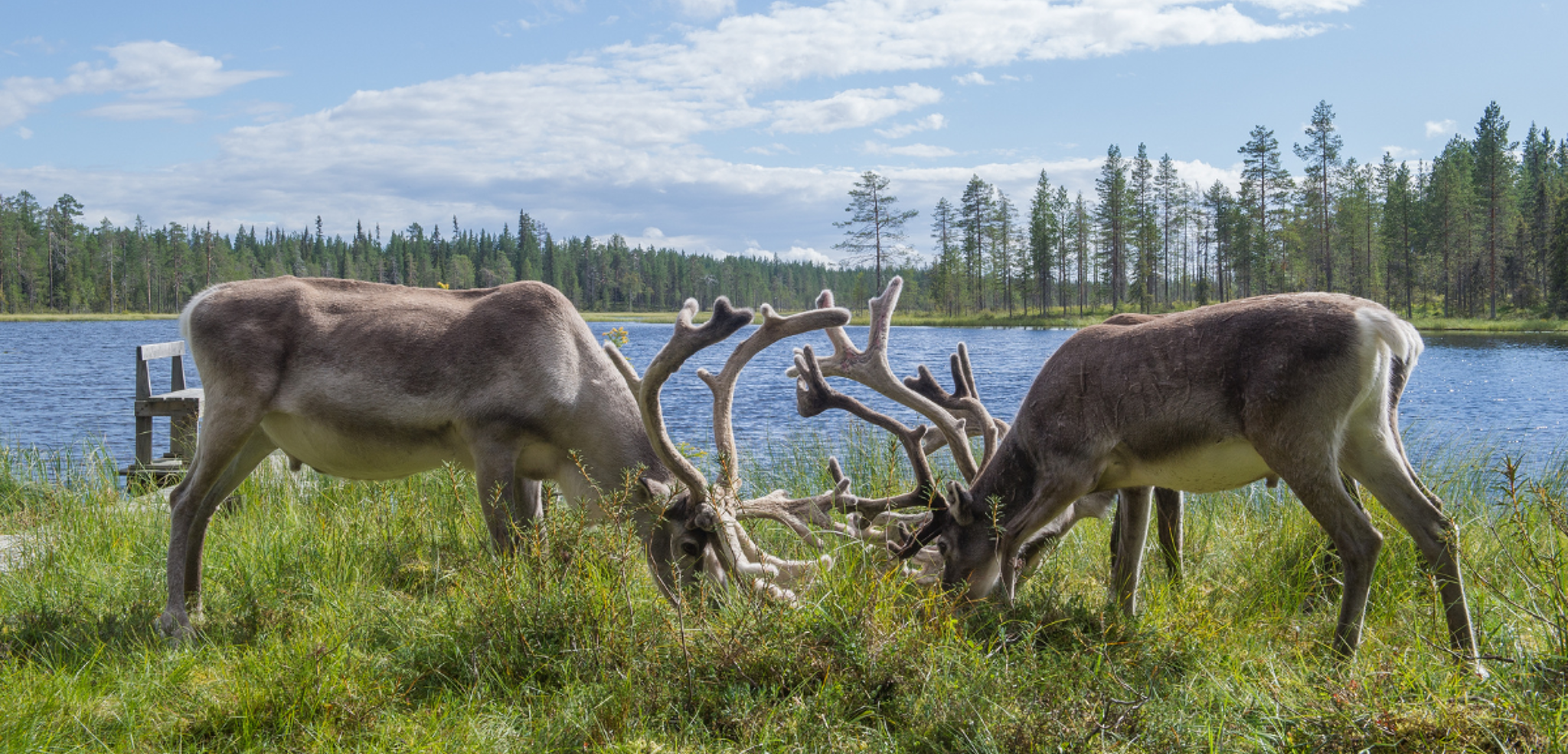 Guettez les rennes venus s'abreuver