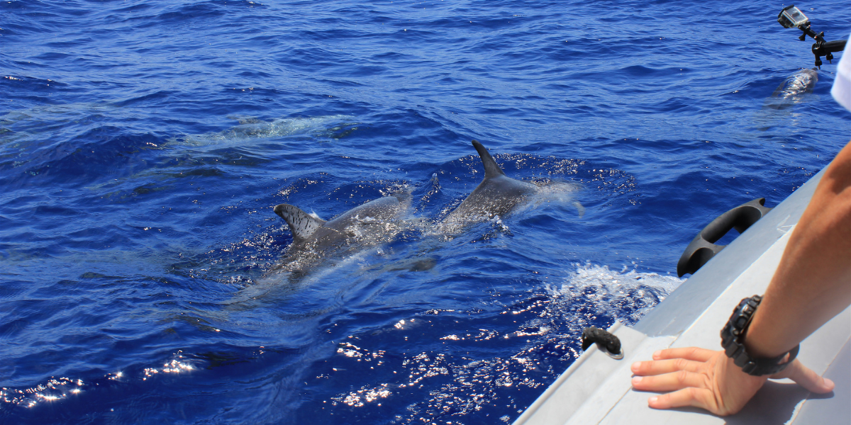 Prenez la mer pour une excursion observation des cétacés