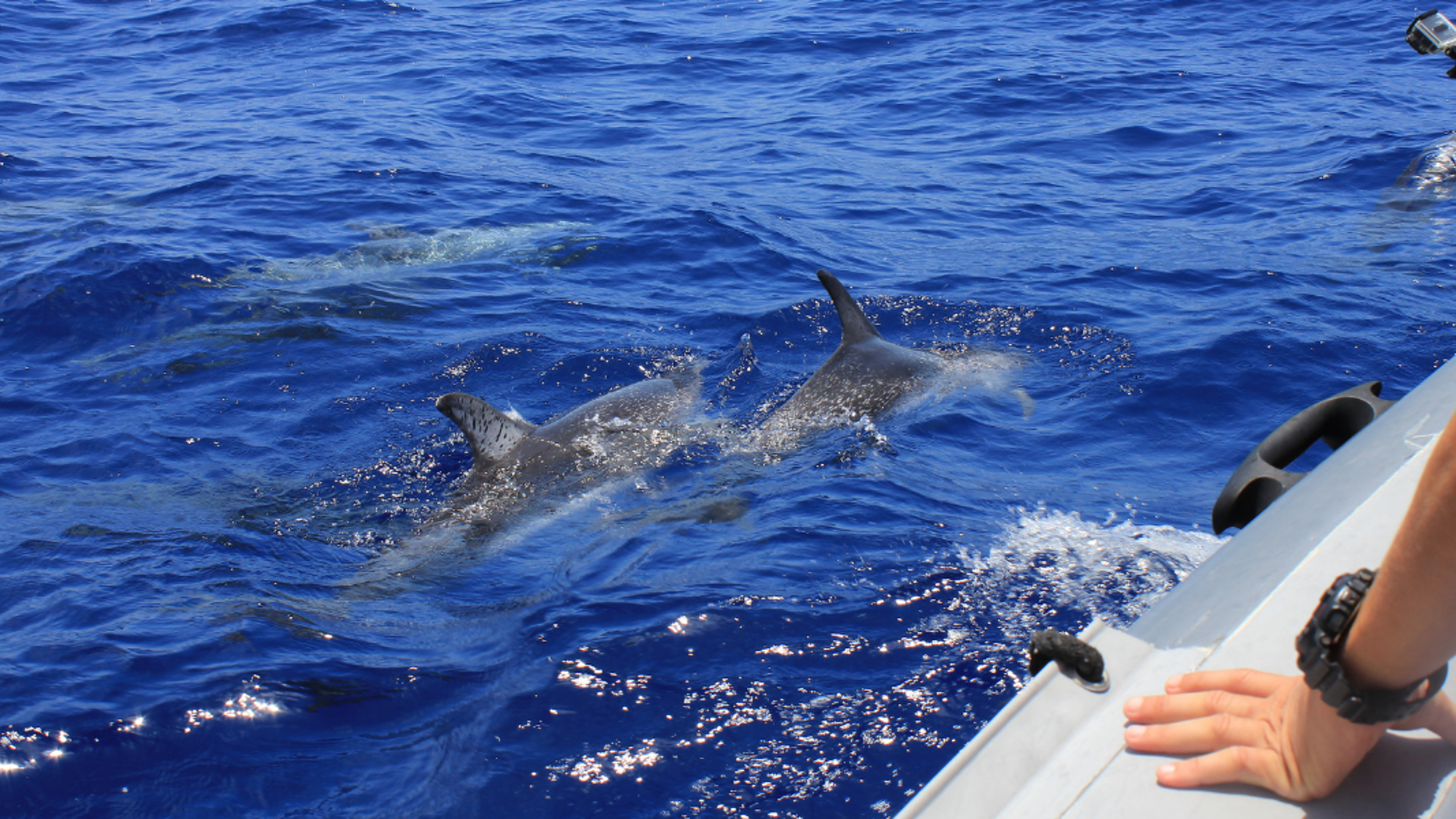 Prenez la mer pour une excursion observation des cétacés