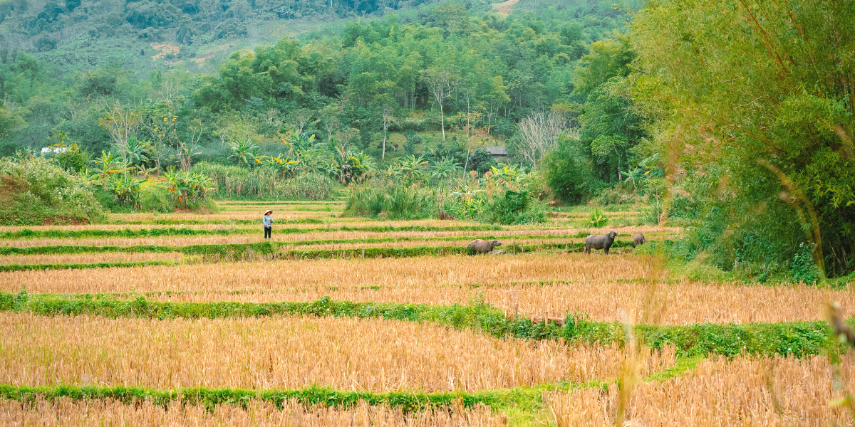 En route vers la campagne vietnamienne et ses rizières à perte de vue ! 