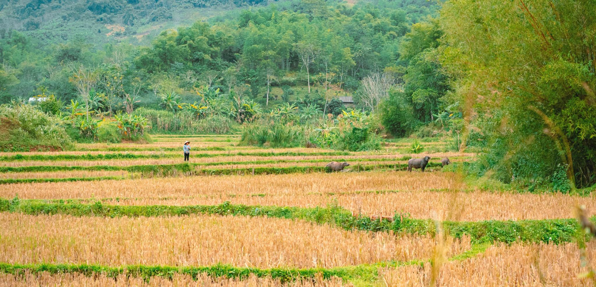 En route vers la campagne vietnamienne et ses rizières à perte de vue !