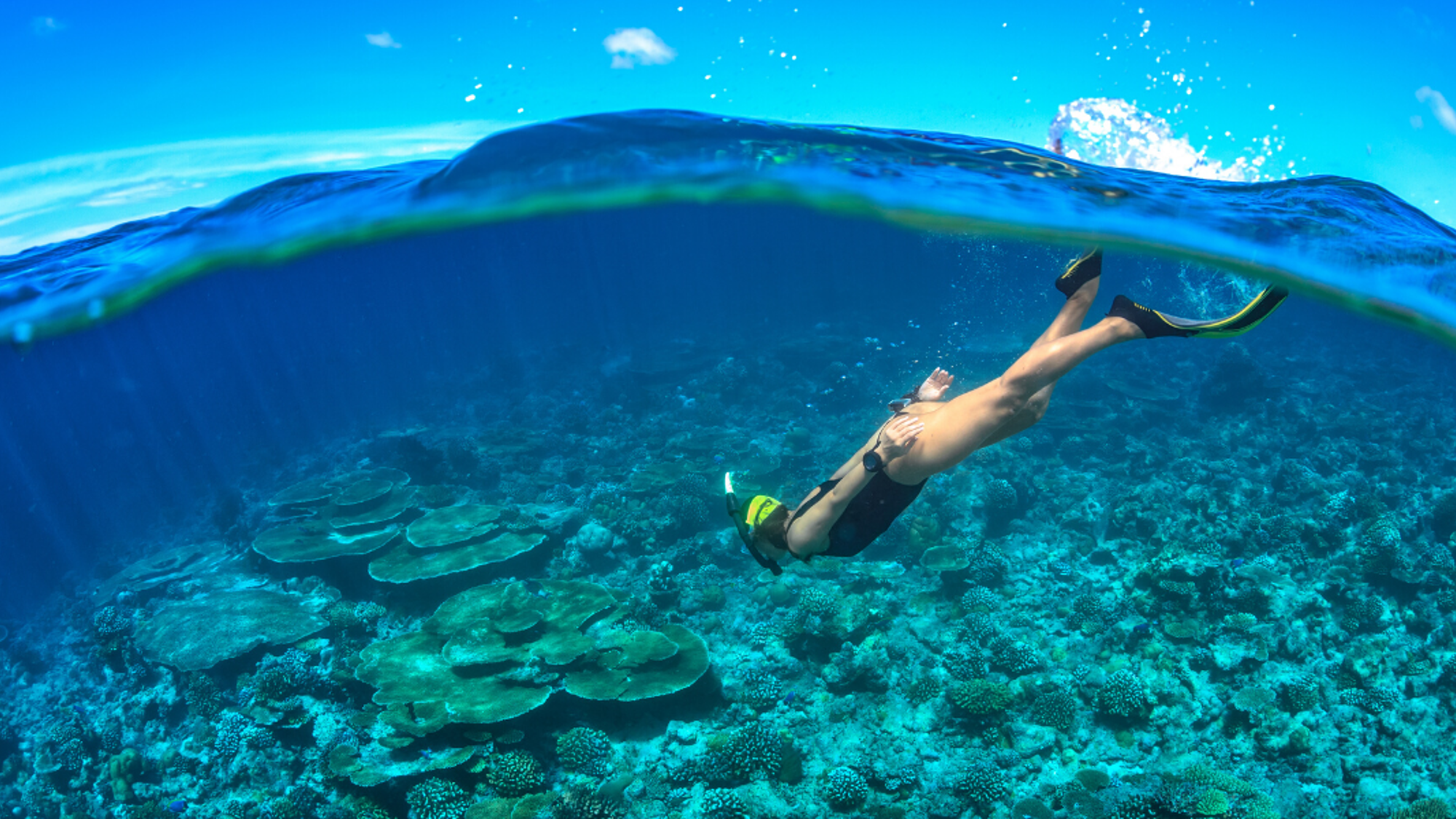 Snorkeling au milieu des poissons exotiques