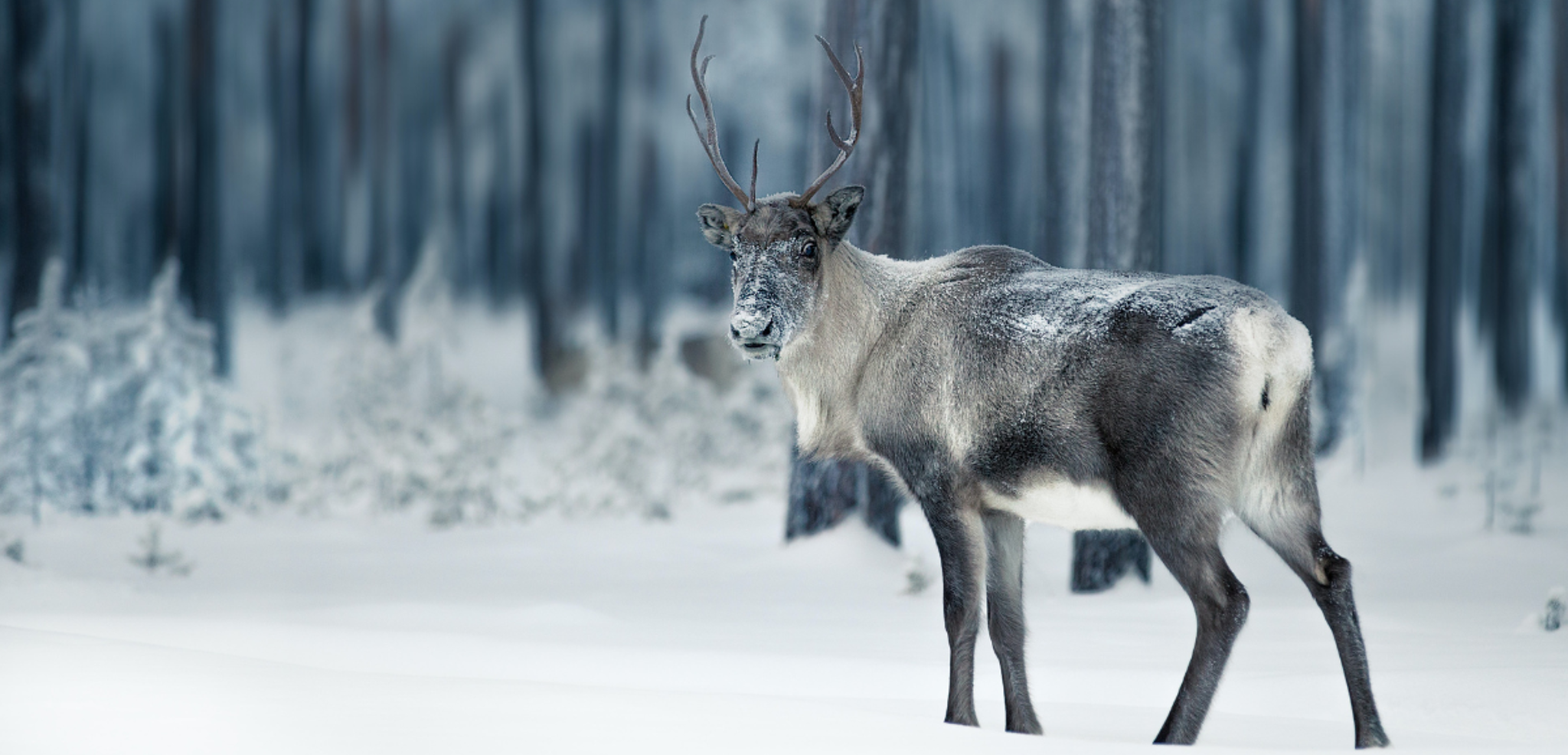 Ou de croiser quelques animaux !