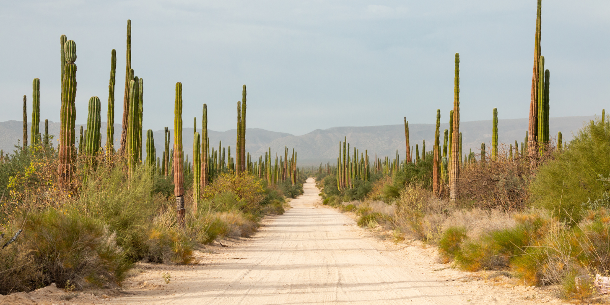 Les routes désertiques parsemées de cactus - jours 1 à 12 