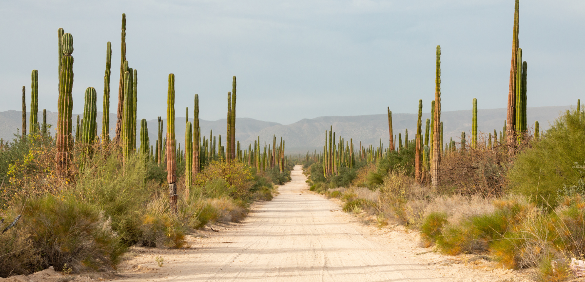 Les routes désertiques parsemées de cactus - jours 1 à 12