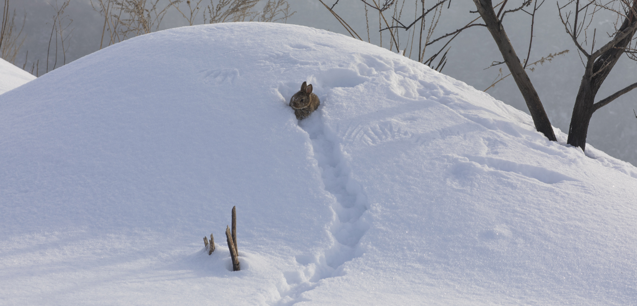 Lièvre sous la neige