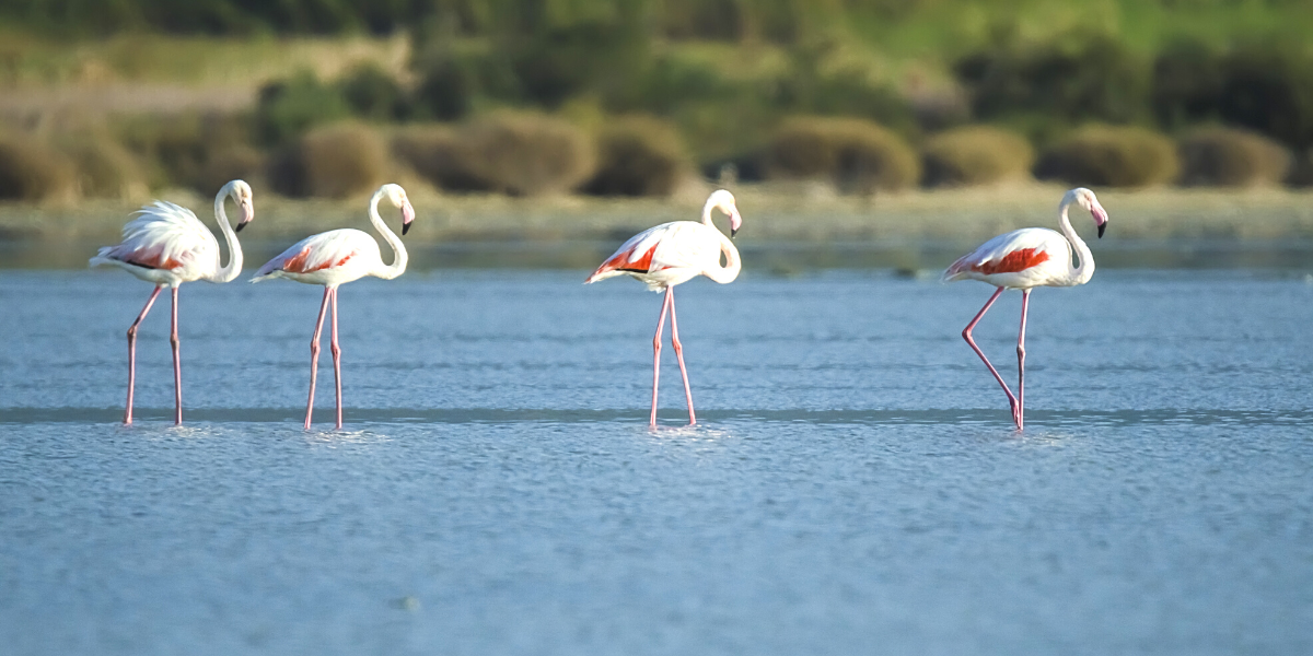 Les flamants roses (selon date de départ) 