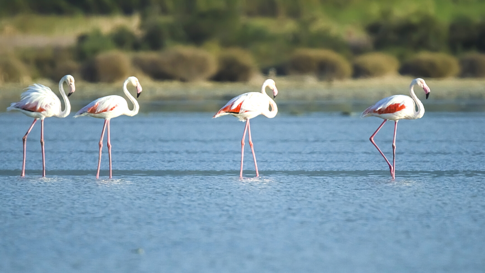 Les flamants roses (selon date de départ)
