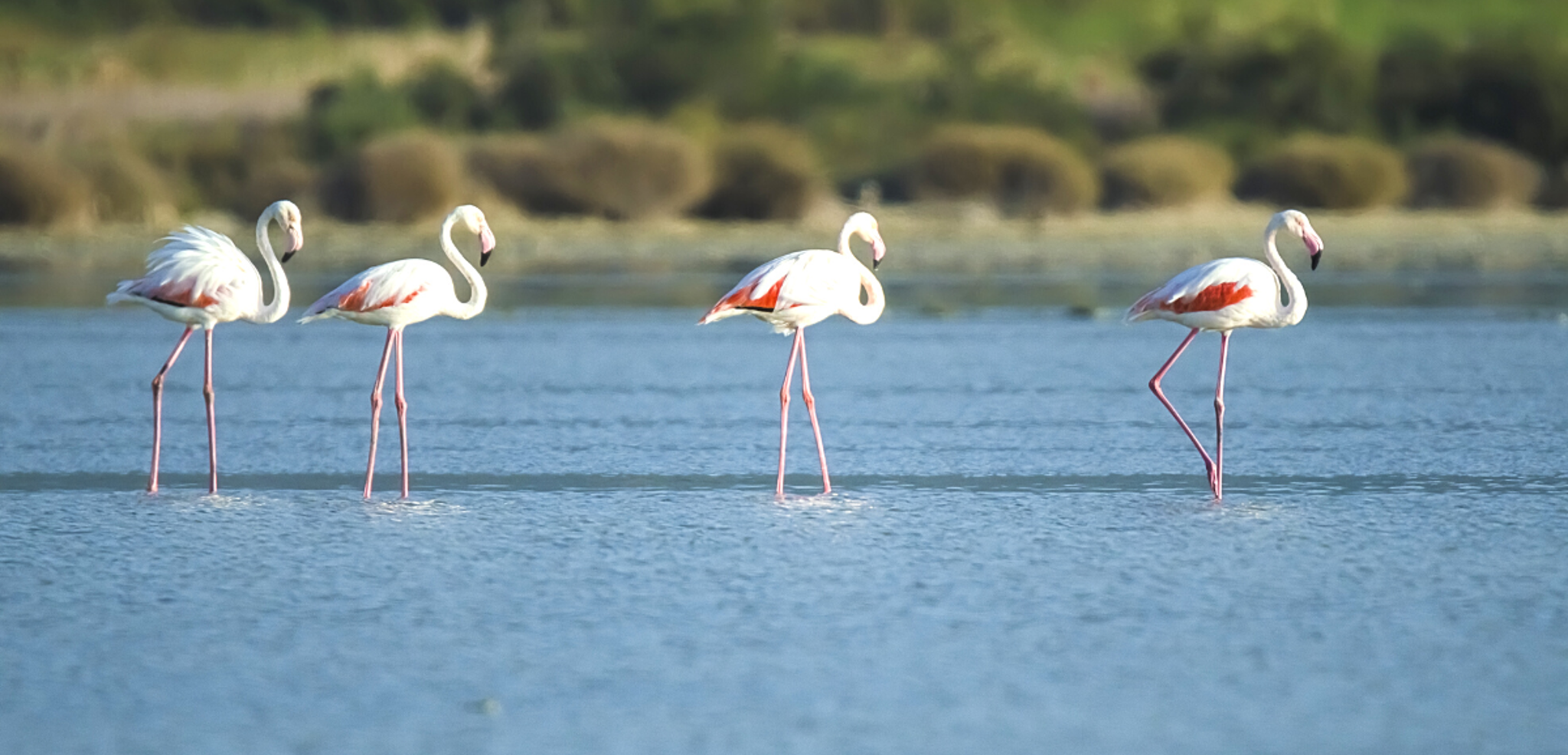 Les flamants roses (selon date de départ)