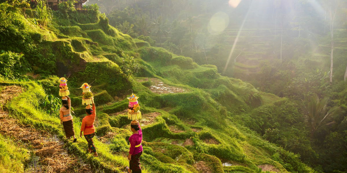A travers les rizières