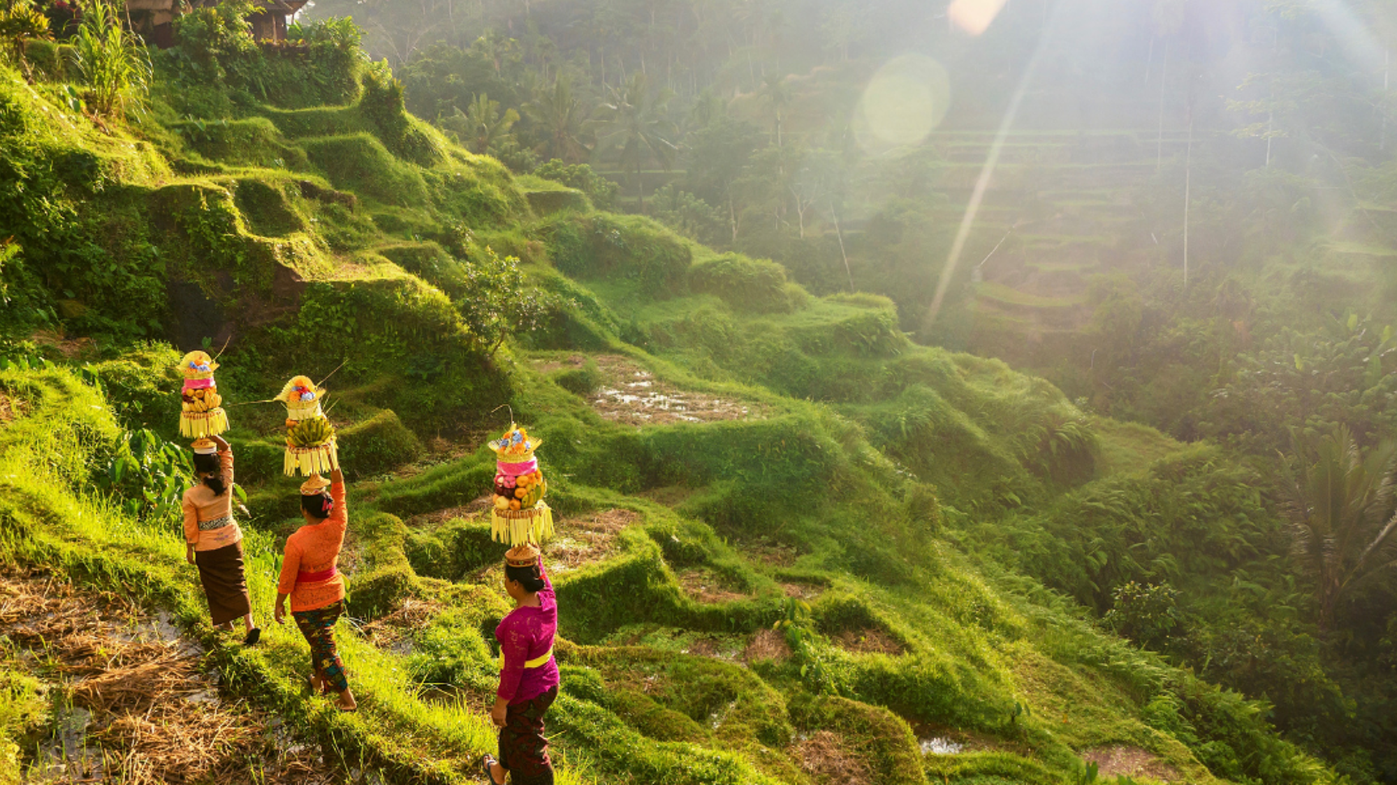 A travers les rizières