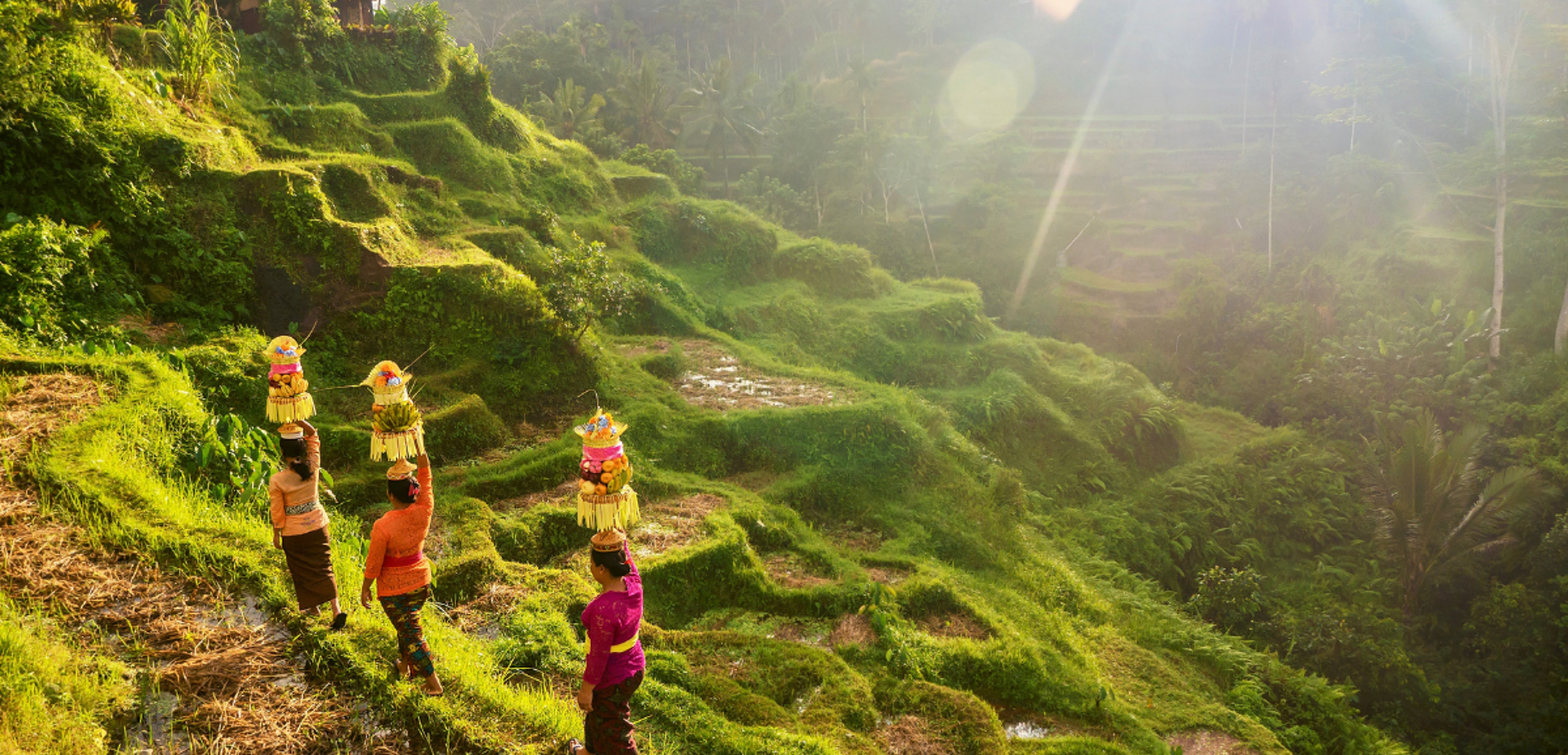 A travers les rizières