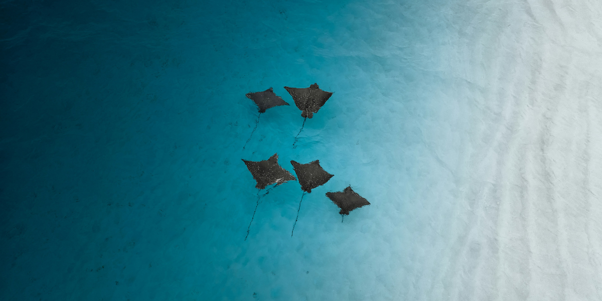 Raies, Maldives, ©sunsetsfromabove / Unsplash 