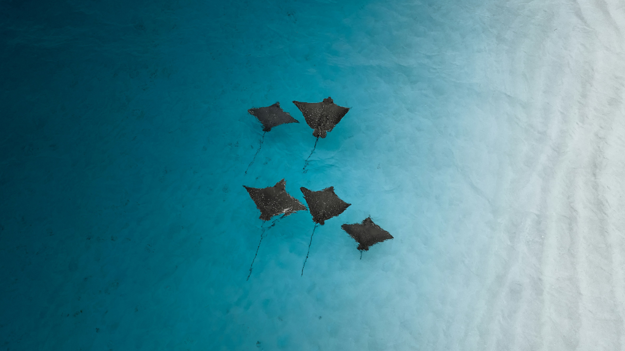 Raies, Maldives, ©sunsetsfromabove / Unsplash