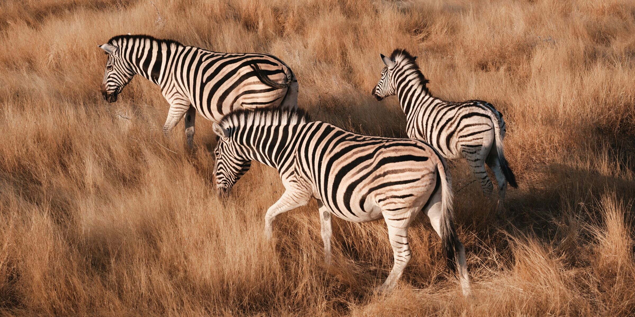 Parc national d'Etosha, Namibie
