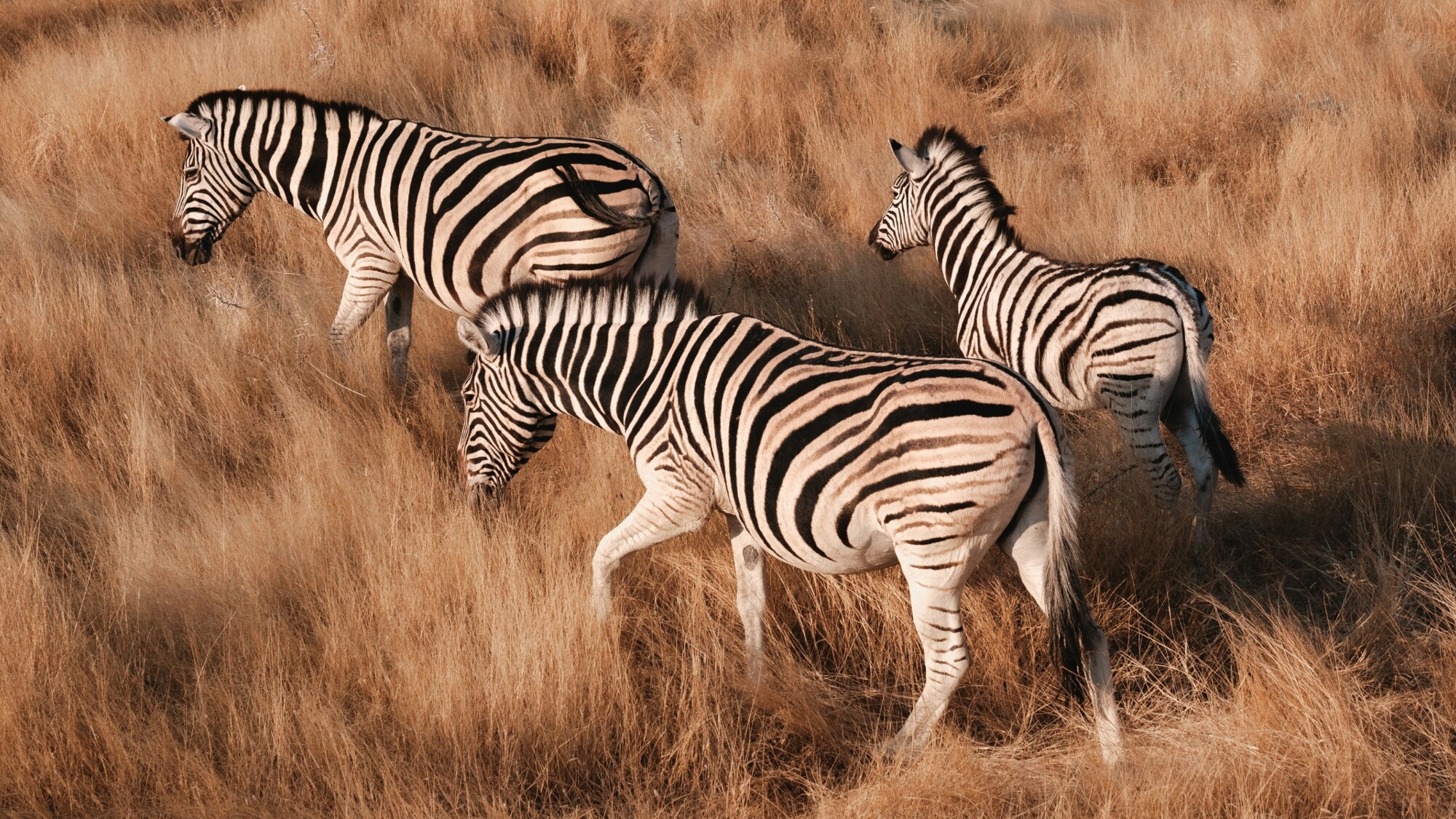 Parc national d'Etosha, Namibie
