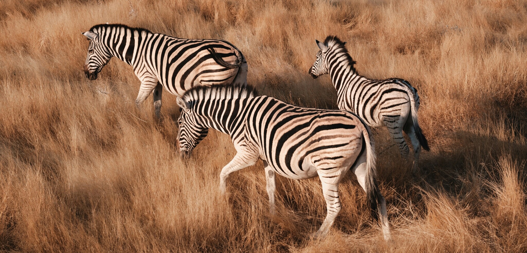 Parc national d'Etosha, Namibie