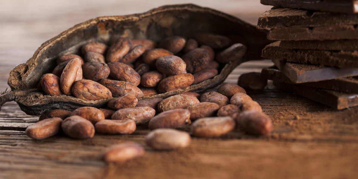 Apprenez les secrets de la fabrication du chocolat dans une cacaoyère !