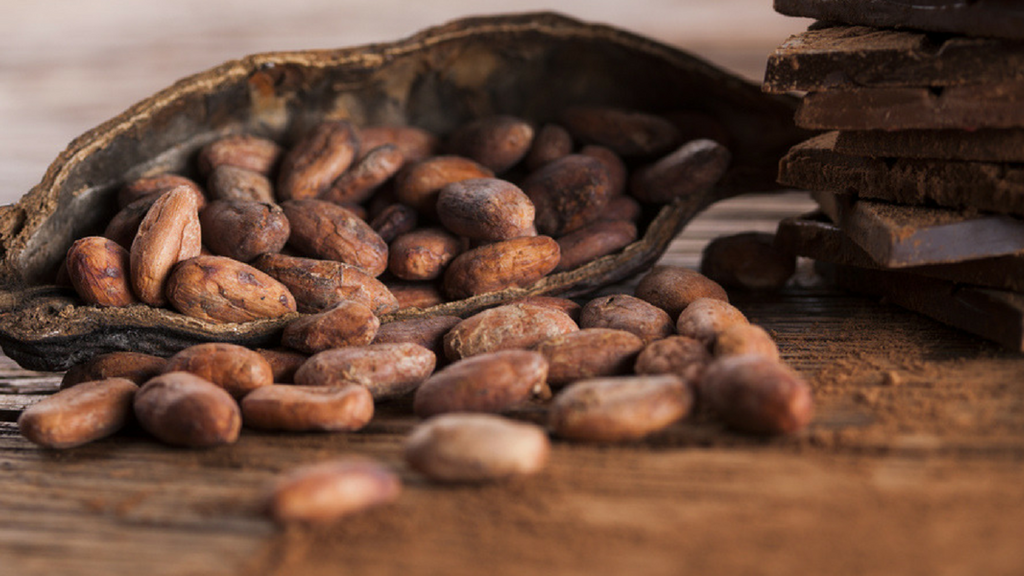 Apprenez les secrets de la fabrication du chocolat dans une cacaoyère !