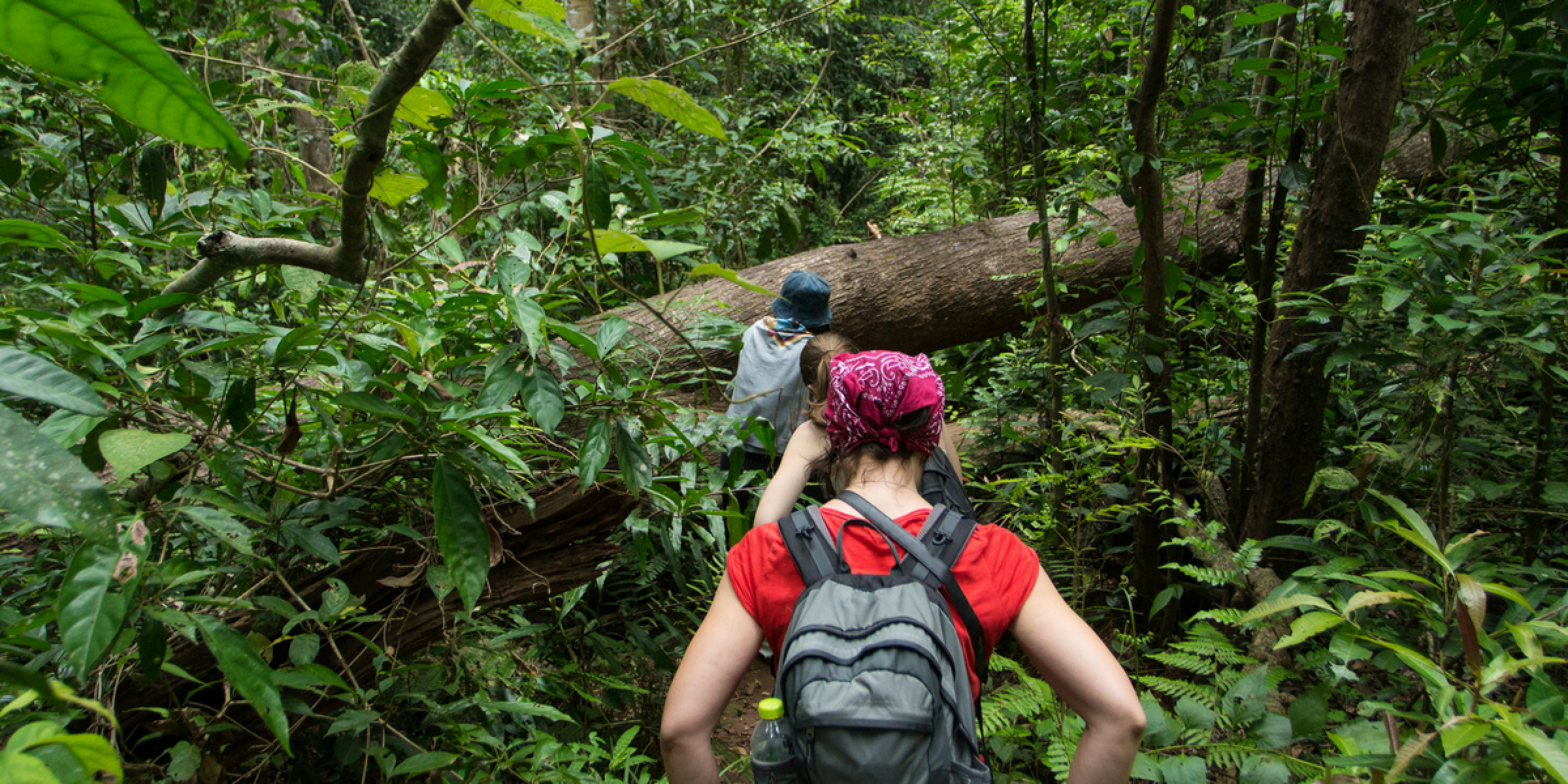 Randonnez au coeur de la jungle ! 