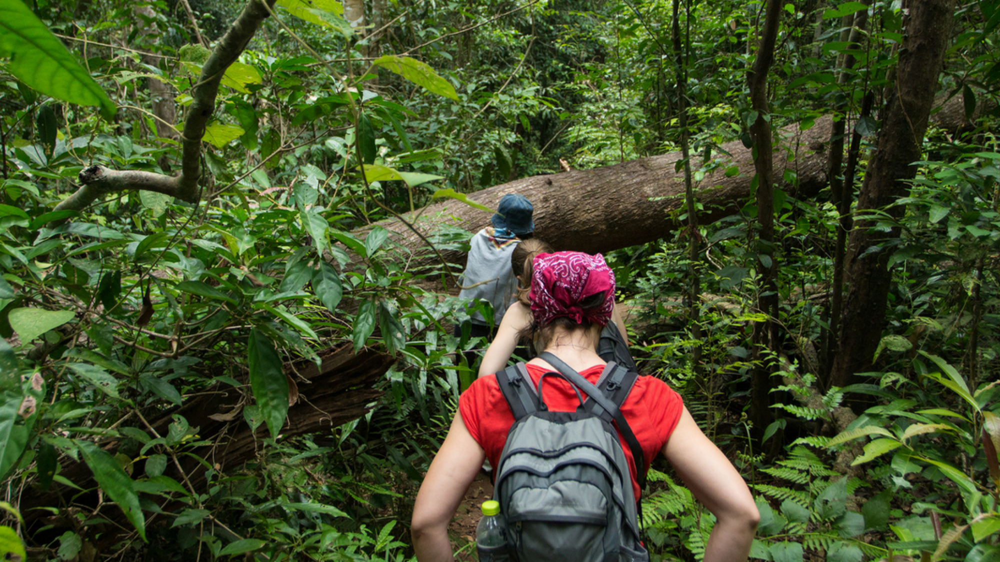 Randonnez au coeur de la jungle !