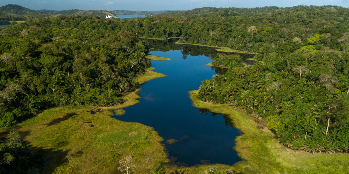 La forêt tropicale du Parc national Soberania - jour 11 