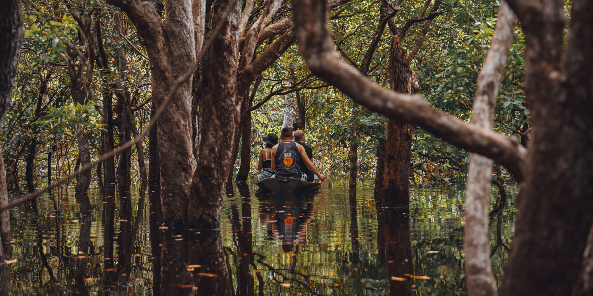 Explorez la mangrove