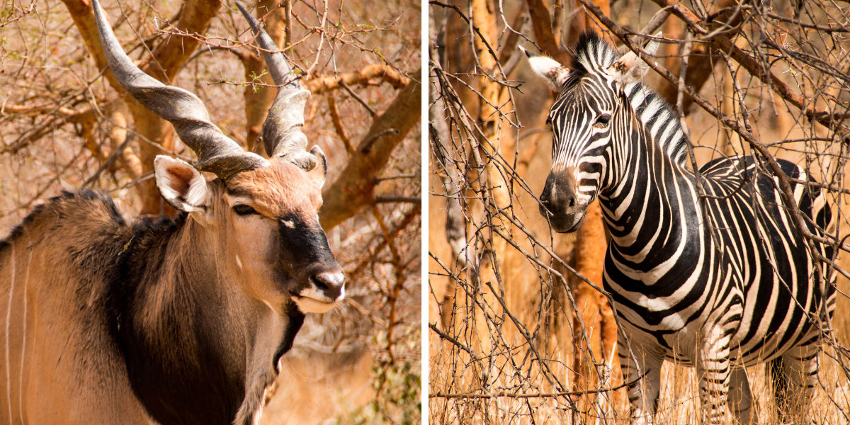 Direction Bandia pour un safari à la rencontre des animaux  