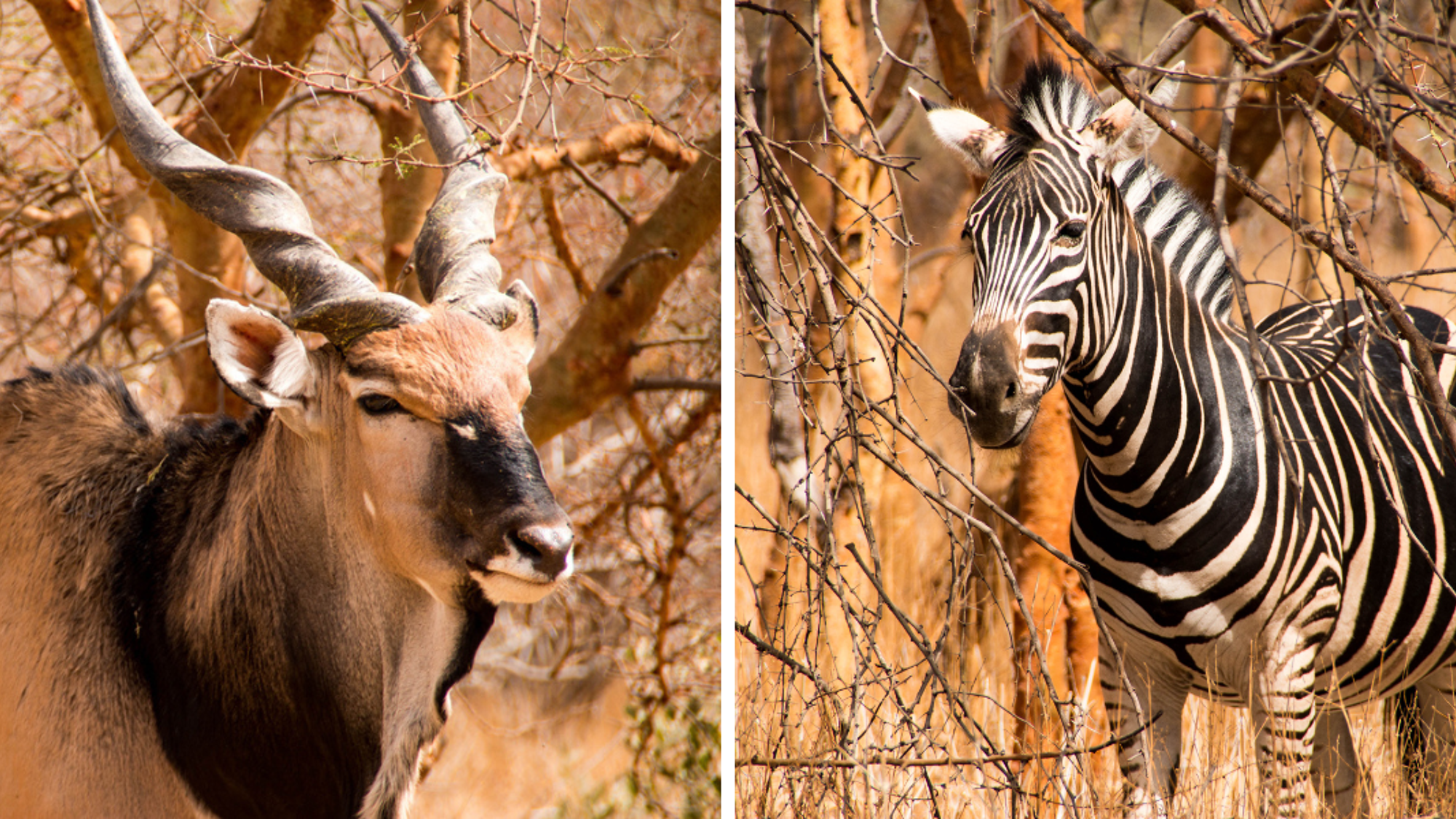 Direction Bandia pour un safari à la rencontre des animaux