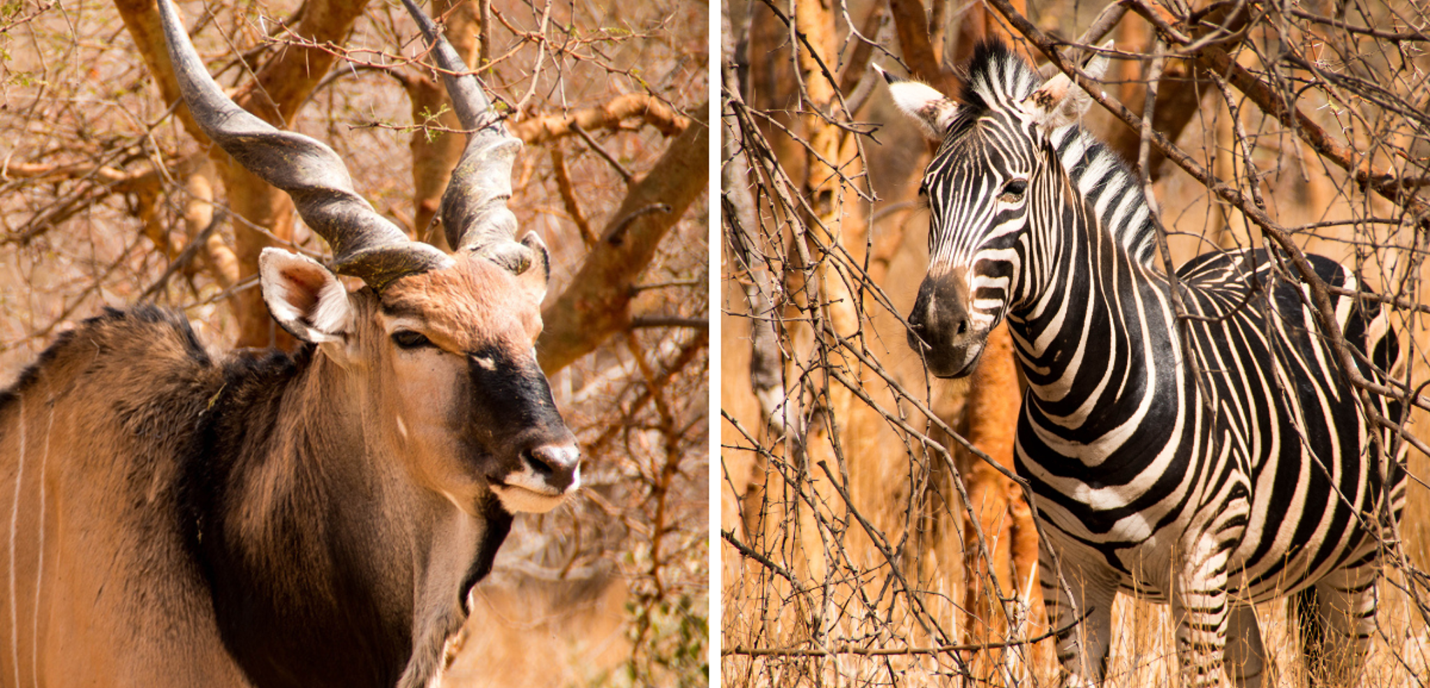 Direction Bandia pour un safari à la rencontre des animaux