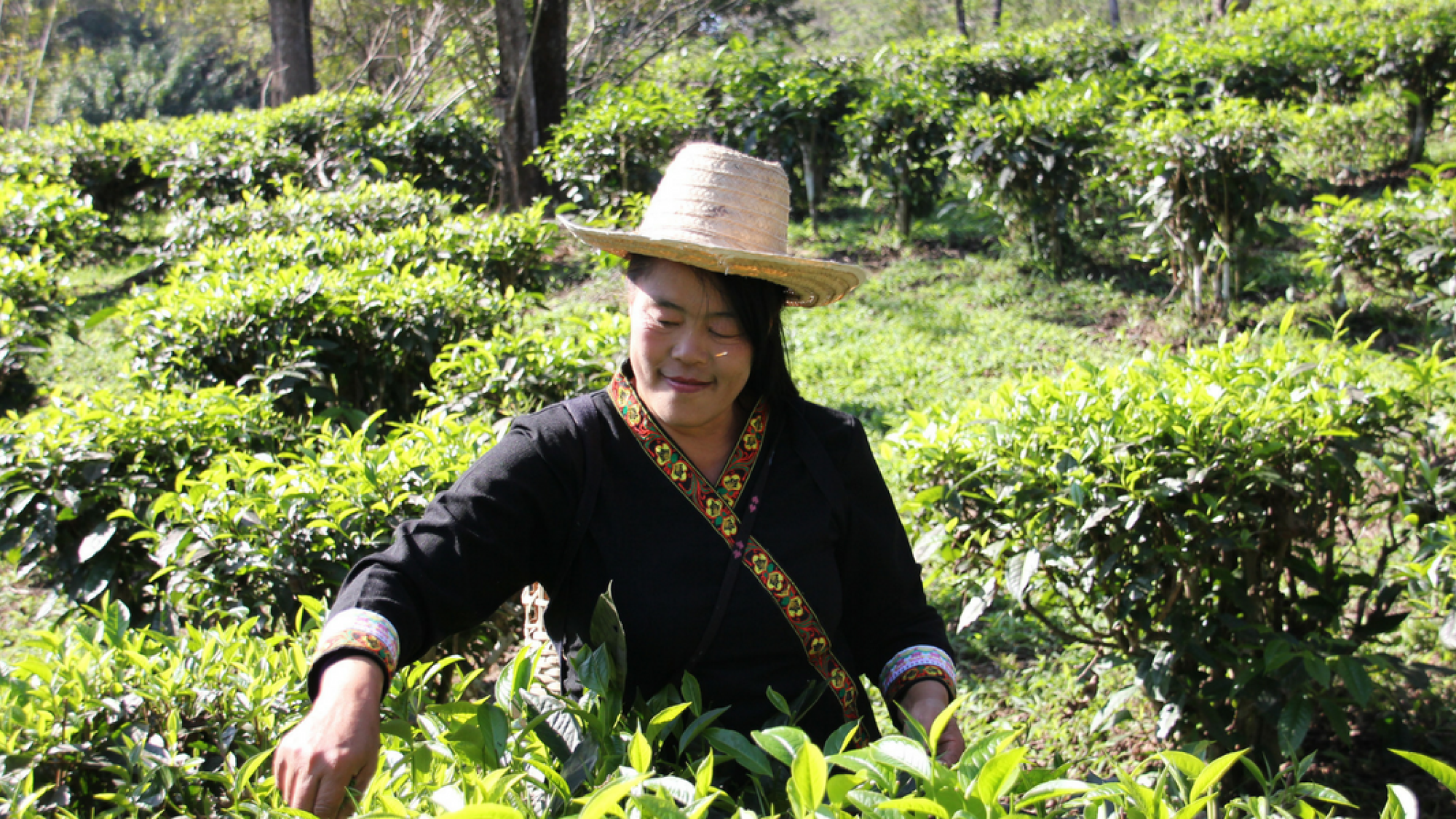 Découvrez la campagne thaïlandaise !
