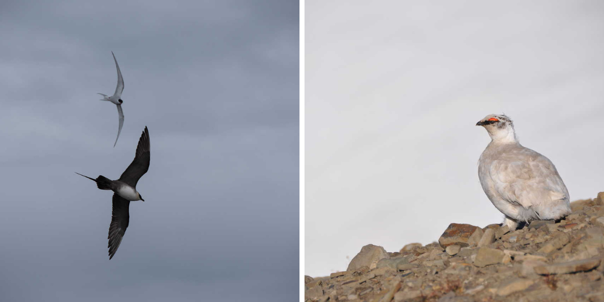 Où viennent nicher de nombreux oiseaux