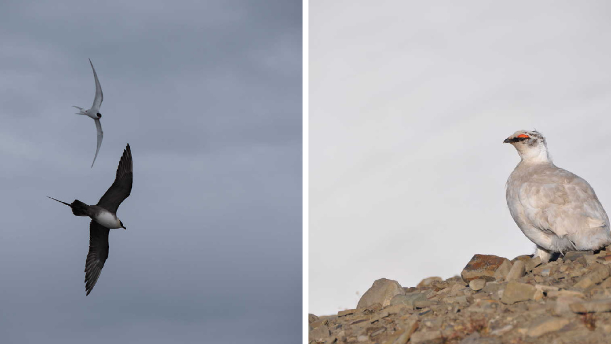 Où viennent nicher de nombreux oiseaux