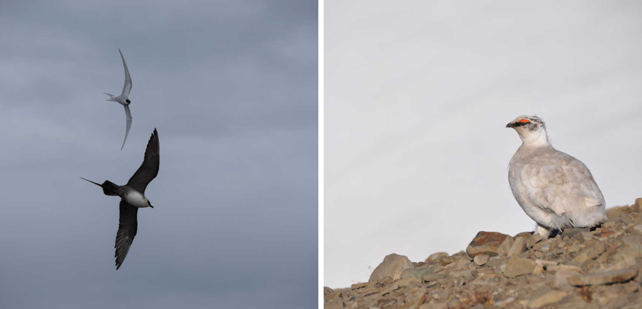 Où viennent nicher de nombreux oiseaux