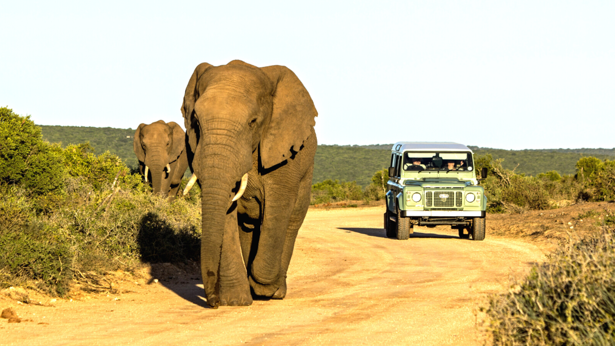 Safari 4x4 à Hluhluwe