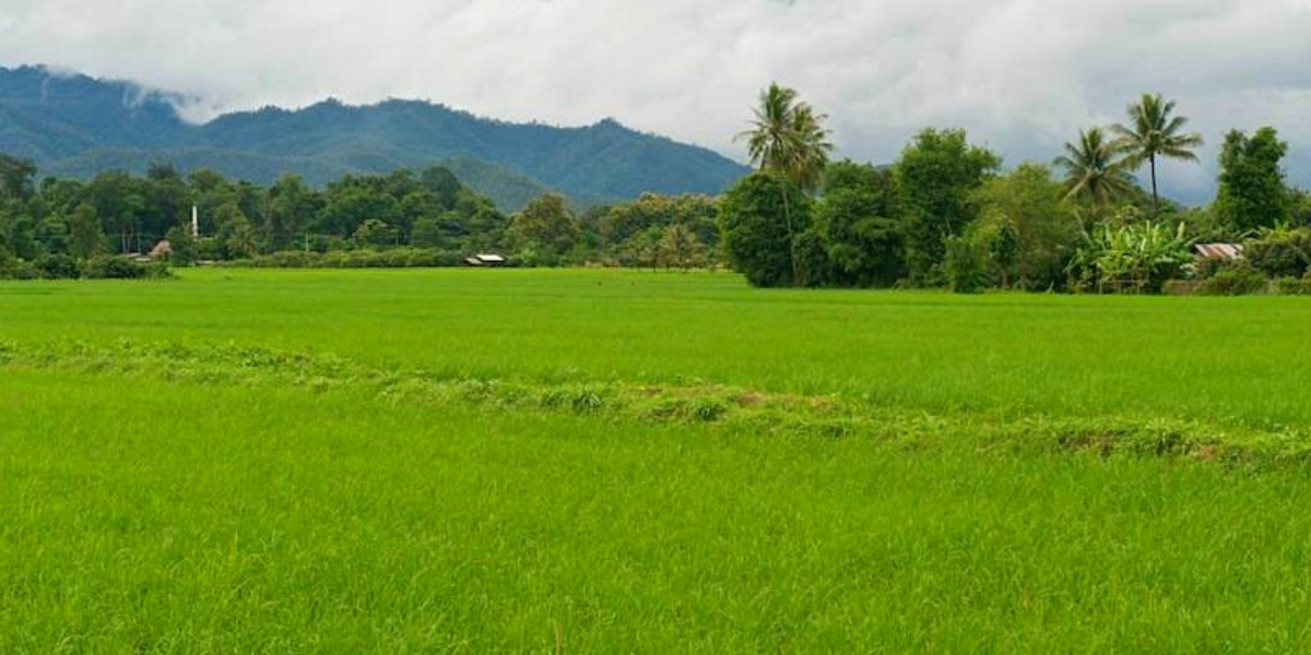 Puis direction Khum Lanna, pour expérimenter la vie dans la campagne thaïe ! 