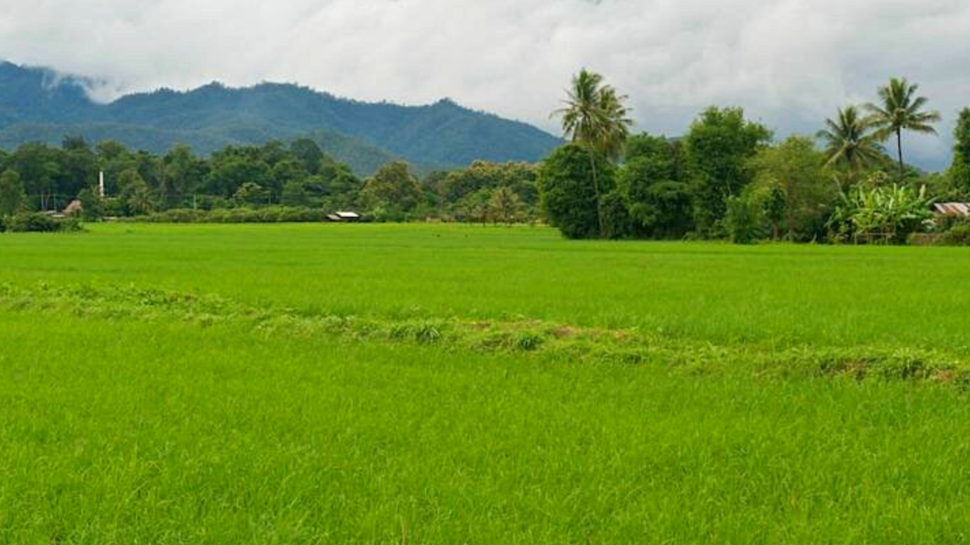 Puis direction Khum Lanna, pour expérimenter la vie dans la campagne thaïe !