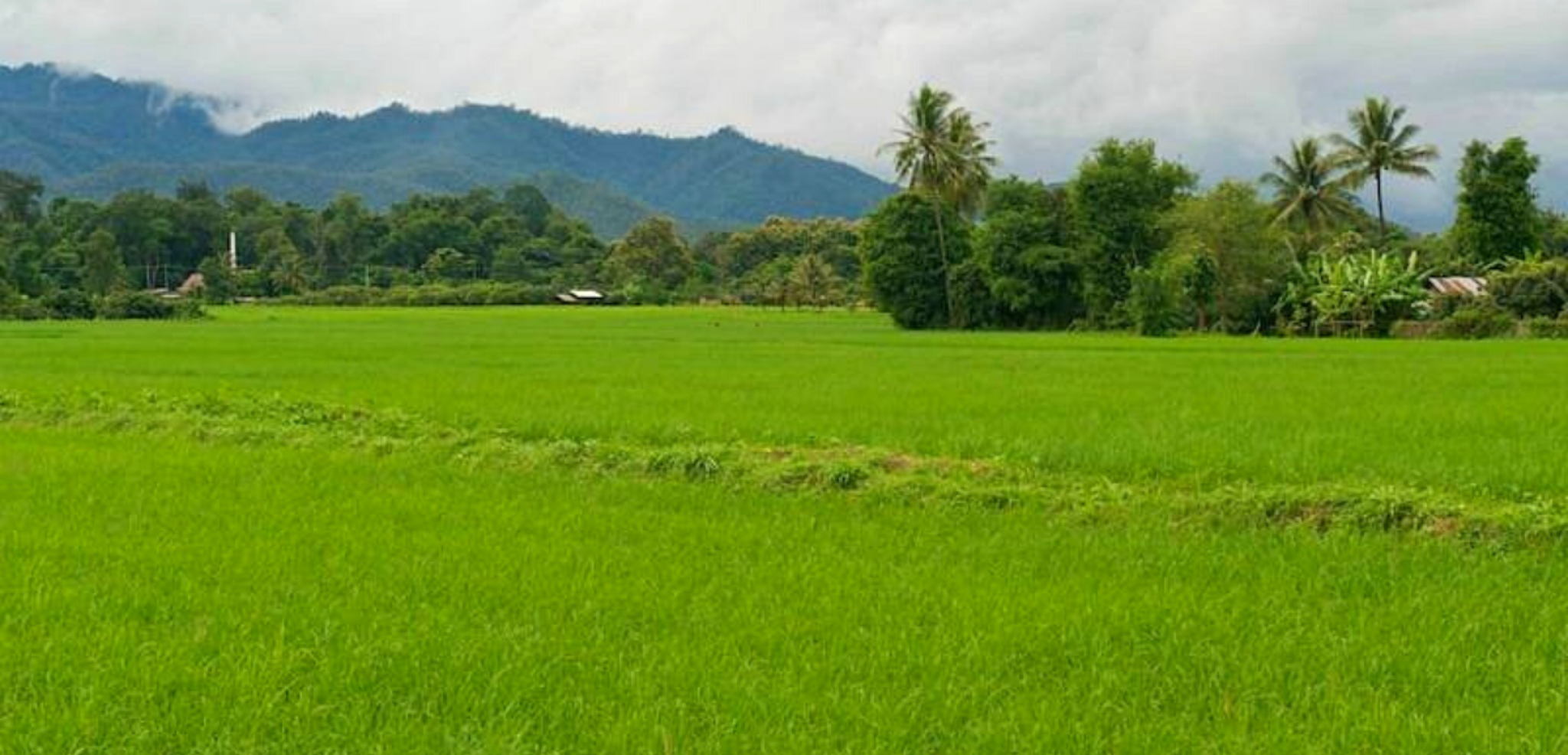 Puis direction Khum Lanna, pour expérimenter la vie dans la campagne thaïe !