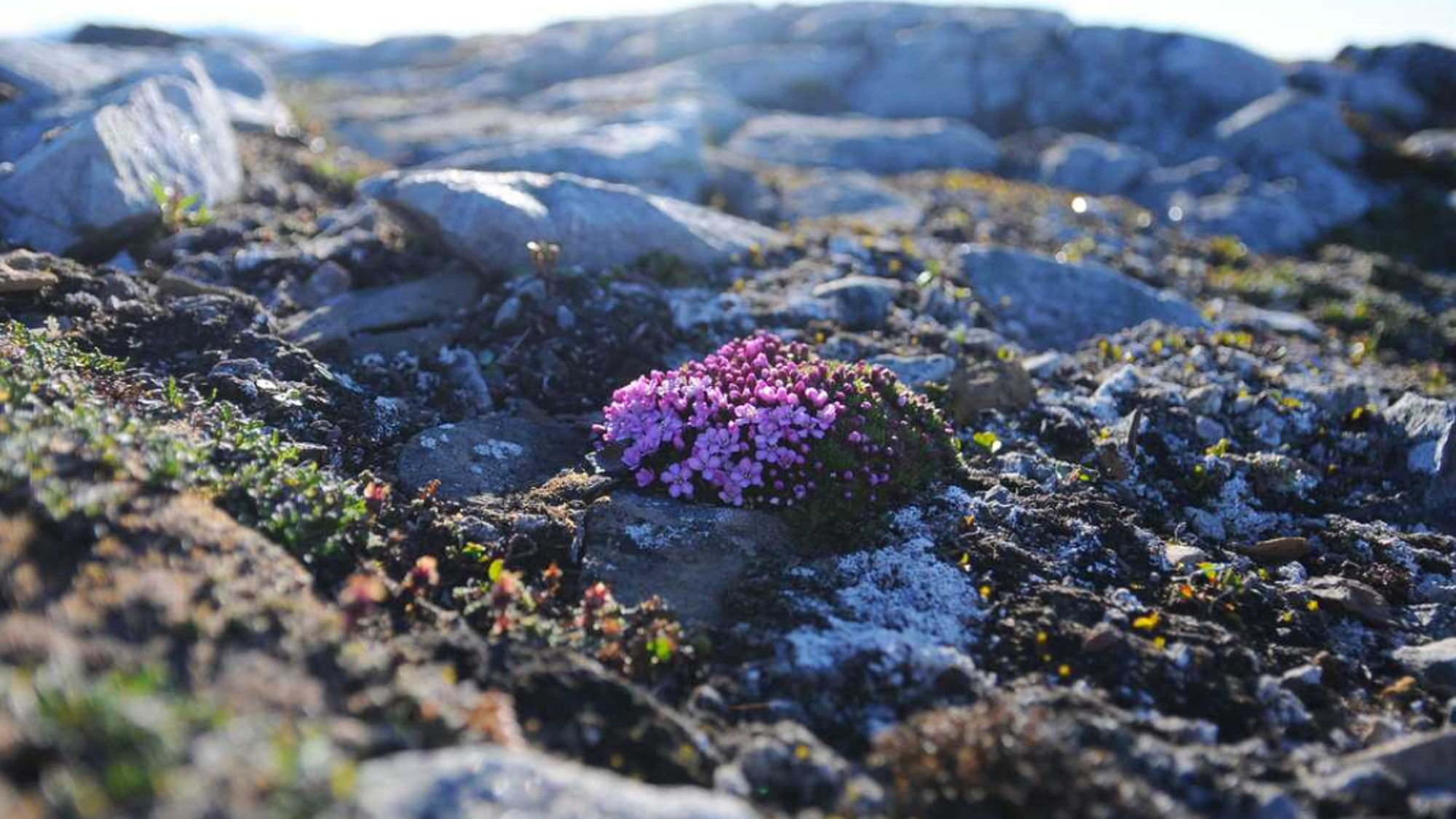 Au coeur d'une végétation de landes sauvages