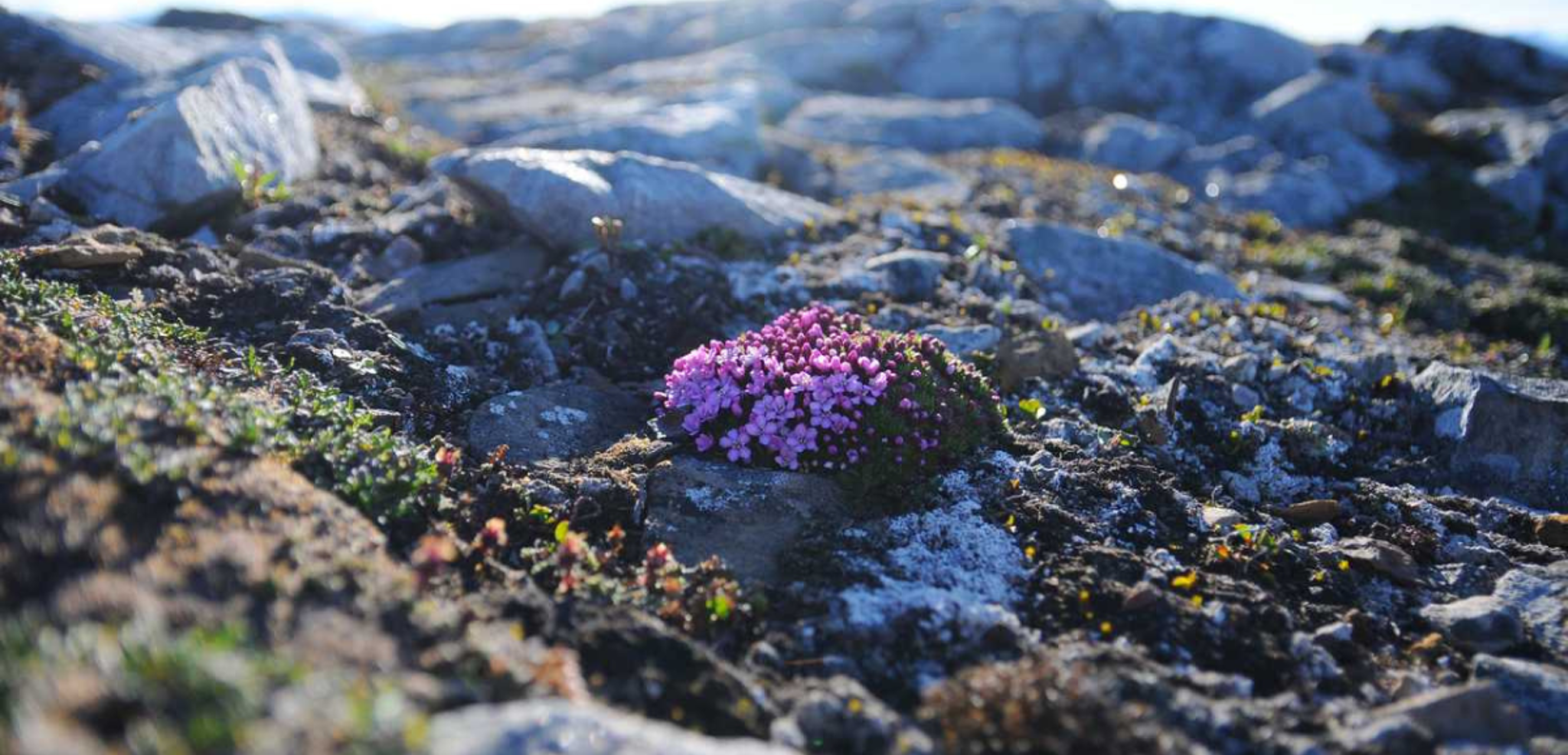 Au coeur d'une végétation de landes sauvages