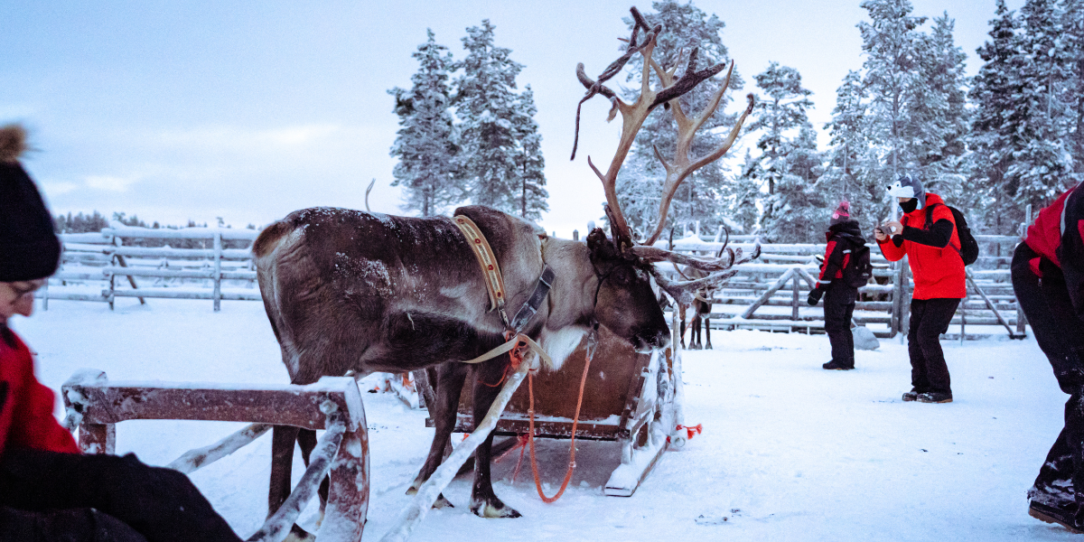Une rencontre avec les rennes (en supplément, voir options) - jours 2 à 7 