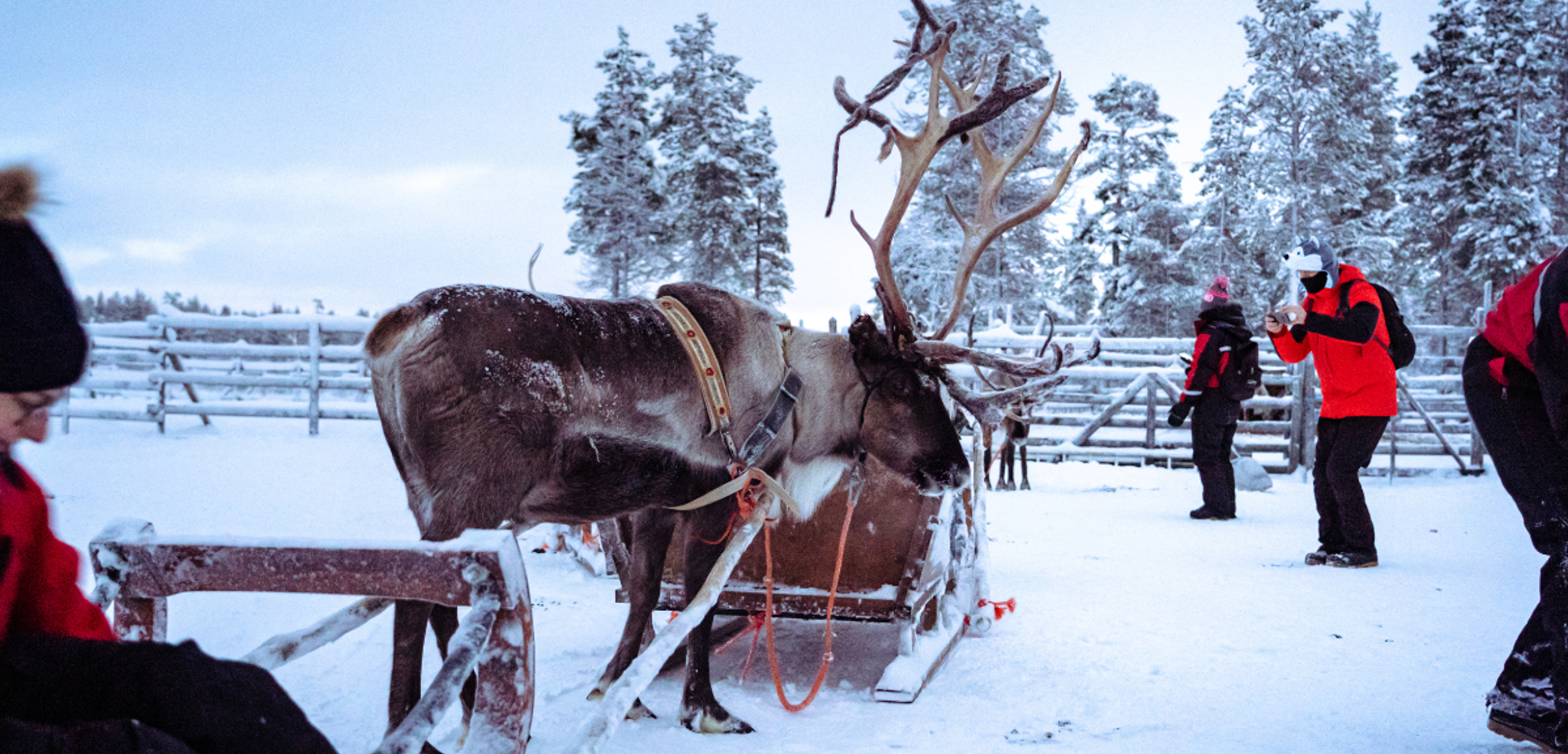 Une rencontre avec les rennes (en supplément, voir options) - jours 2 à 7