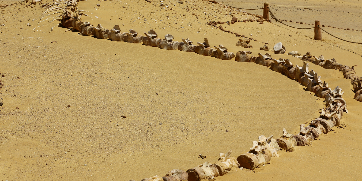 Squelette de baleine à Wadi Hitan