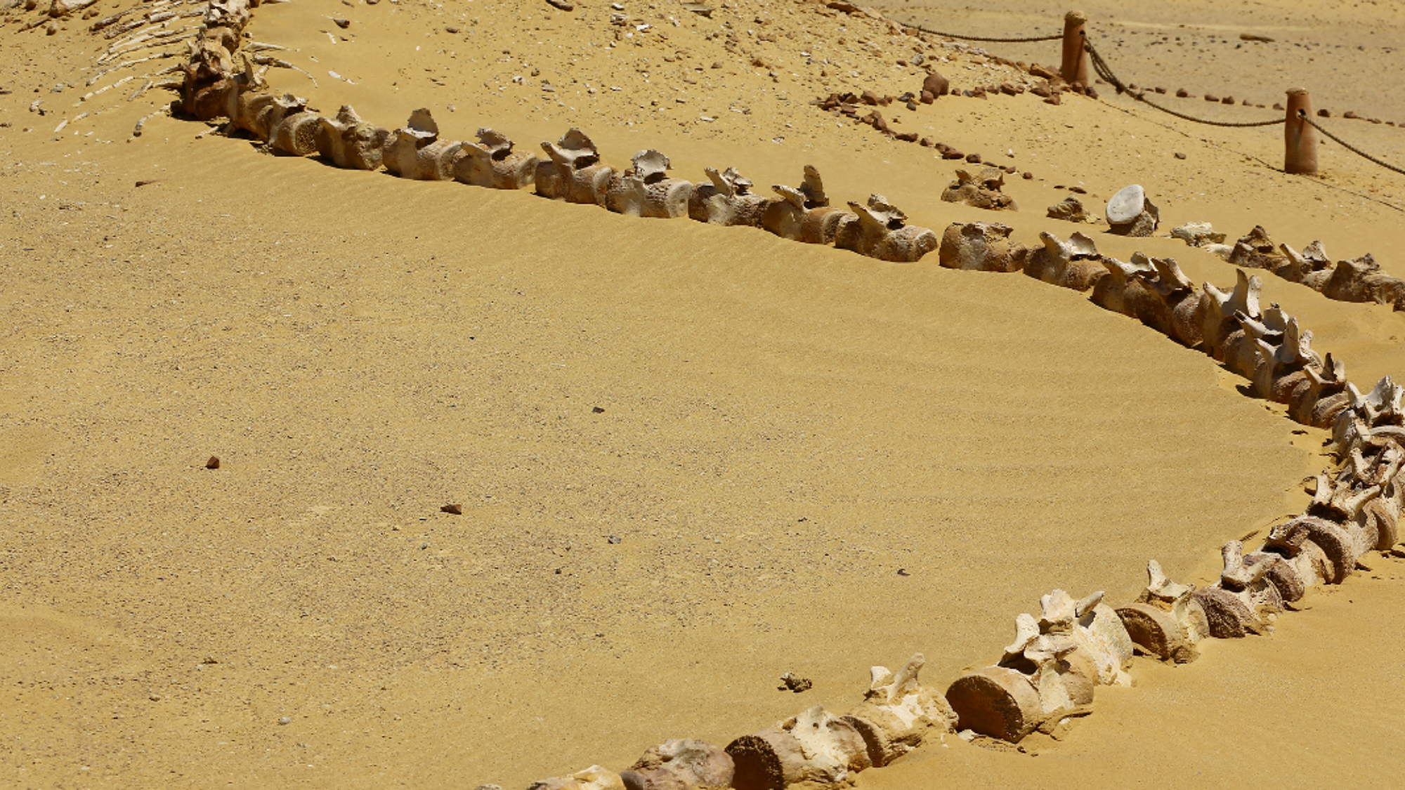 Squelette de baleine à Wadi Hitan