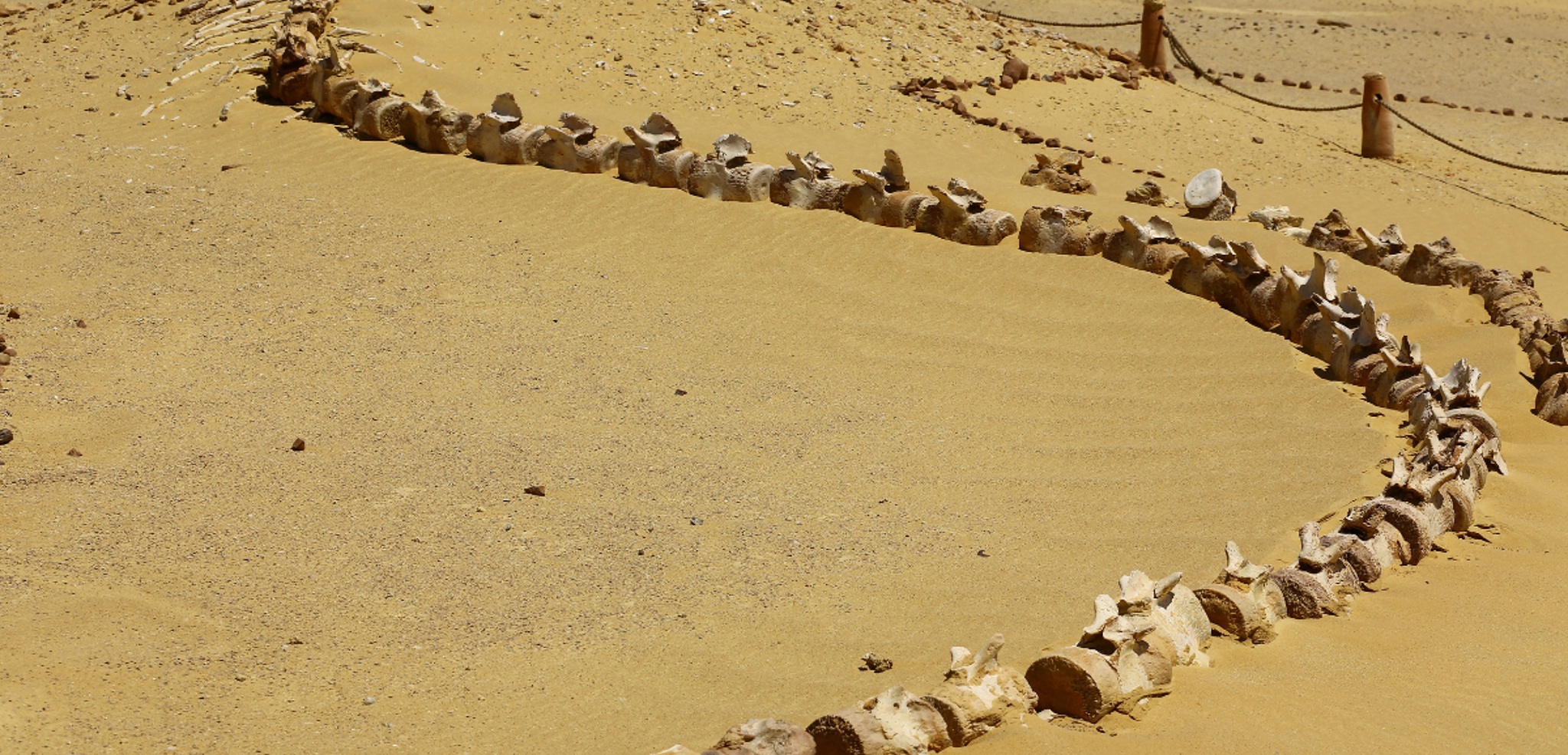 Squelette de baleine à Wadi Hitan